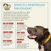 Country Brook Petz HossFit Jr Wide Martingale Dog Collar - Summer Breeze Collection - 4 of 4