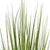 Green Evergold Grass Potted UV - 3 of 4