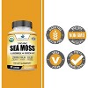 American Standard Supplements Organic Sea Moss, Bladderwrack & Burdock Root Capsules – 120 Capsules - 4 of 4