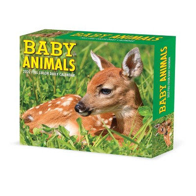 2022 Box Calendar Baby Animals - Willow Creek Press