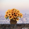 Floral Home 20" Sunflower Bush with 24 Heads - 6-Piece - 2 of 4