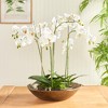 Plum & Post Myron Decorative Bowl - 2 of 4