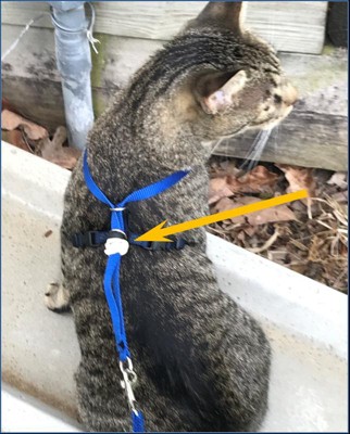 Petsafe come with clearance me kitty harness reviews