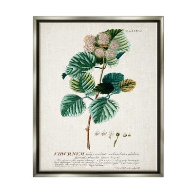 Stupell Industries Botanical Plant Illustration Seeds Vintage Design
