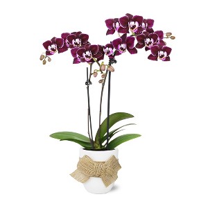 Green Circle Growers 2.5" Purple Orchid Live Houseplant Ceramic Planter with Burlap Bow - 1 of 4