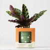 Halloween Ziggy Green Live Houseplant - Good Little Garden™ - 3 of 4