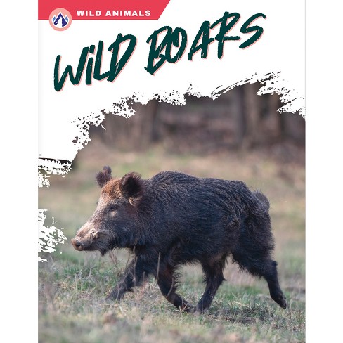 Wild Boars - (wild Animals) By Libby Wilson (paperback) : Target