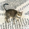 Hauteloom Trunding Plush Area Rug - 3 of 4
