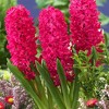 Van Zyverden 10ct Bulbs Hyacinths Jan Bos - 3 of 4