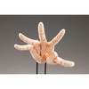 Kotobukiya - Kotobukiya - Takahiro Kagami - Artist Support Item - Hand Model/L (Pale Orange) - 3 of 4