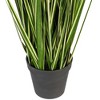 Green Evergold Grass Potted UV - 4 of 4