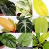 Live Curated 3" Greenhouse Foliage - Good Little Garden™ - 2 of 4