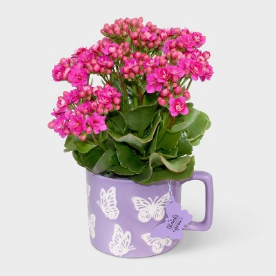 4" Butterfly Mug with Live Calandiva - Good Little Garden™