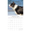 2026 Square Wall Calendar, Border Collies, 16-Month Paw Prints Theme with 180 Reminder Stickers (12x12 In) - 3 of 4