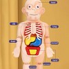 Children's organ cognition model toys, medical cognition early education model toys - 2 of 4