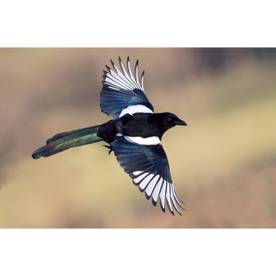 Testing collection create