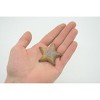 Collectible Wildlife Gifts | Starfish, Sea Star, echinoderms,  Edmond's, Ocean, Sea Life, Plastic ,  Animal, Life Like, Gift,  2 1/4"   F926 B158 - 3 of 4