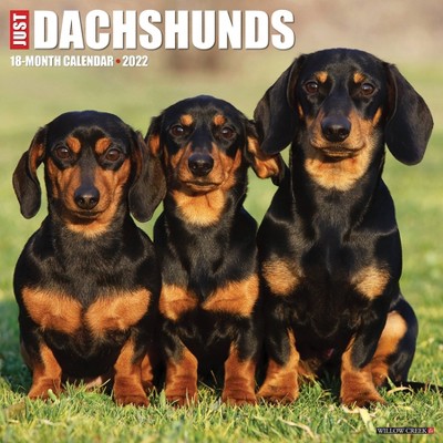 2022 Wall Calendar Just Dachshunds - Willow Creek Press