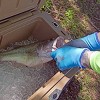 Cordova Safety Products Rock Fish Wrangler Thermo Gloves - Blue - 4 of 4