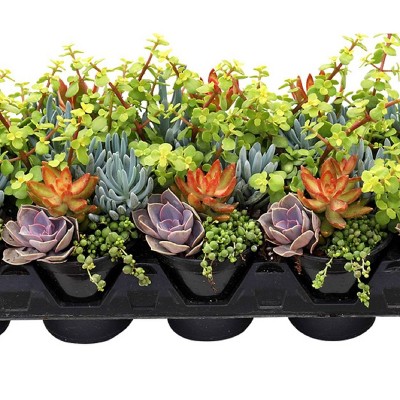 3pk Living Canvas Backyard Bonfire Succulent Plants - National Plant Network