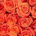 Orange/White