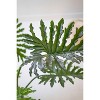 Botanica Split Leaf Philodendron 47"H in Black Plastic Pot, Tropical Faux Plant by Kalalou - 2 of 4