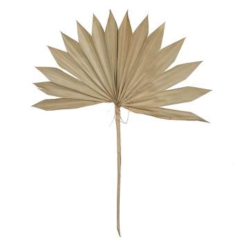 Vickerman Natural Botanicals 20" Natural Dried Super Palm Sun Spear- 12 stem/polybag. This sun spear measures about 17.7 to 20.5 inches long. It