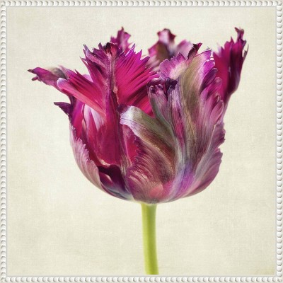 Single Parrot Tulip II Pink Canvas Wall Art with White Frame