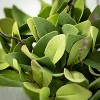 Sullivans Artificial Ruscus Leafy Twig Half Orb 7"H Green - 2 of 3