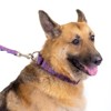 Country Brook Petz Purple Paisley Martingale Dog Collar - image 3 of 4