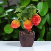 Unique Bargains Artificial Plants Plastic Orange 3.15"x3.15"x9.06" 1 Pcs - 2 of 4