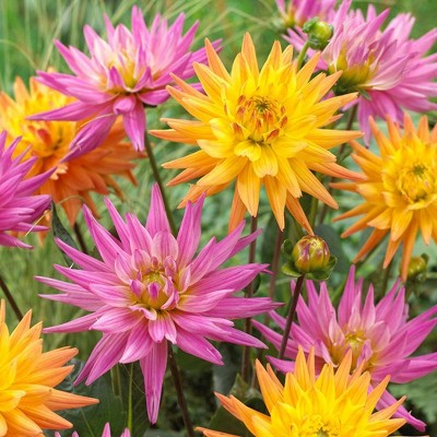 Van Zyverden Set of 7 Dahlias Bulbs Pink Lemonade