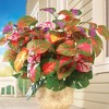 Collections Etc Rainbow Plant Bushes - Set of 3 - image 2 of 2