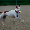 Nite Ize GlowStreak Wild LED Ball, Bouncy Motion Activated Light Up Dog Ball For High Energy Dogs, Disc-O - 4 of 4