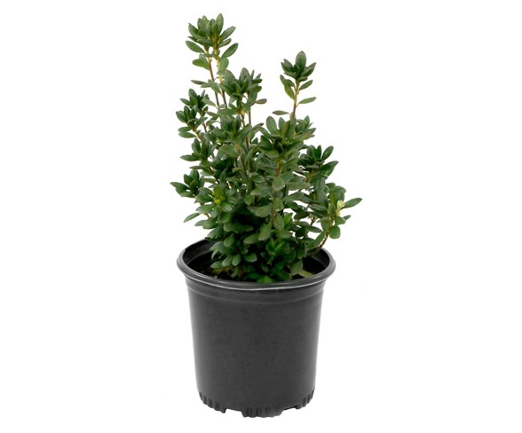 Azalea 'Fashion' 1pc - Cottage Hill - U.S.D.A. Hardiness Zones 6 - 9