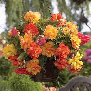 Van Zyverden Hanging Basket Begonias Golden Balcony Bulbs - 1 of 4