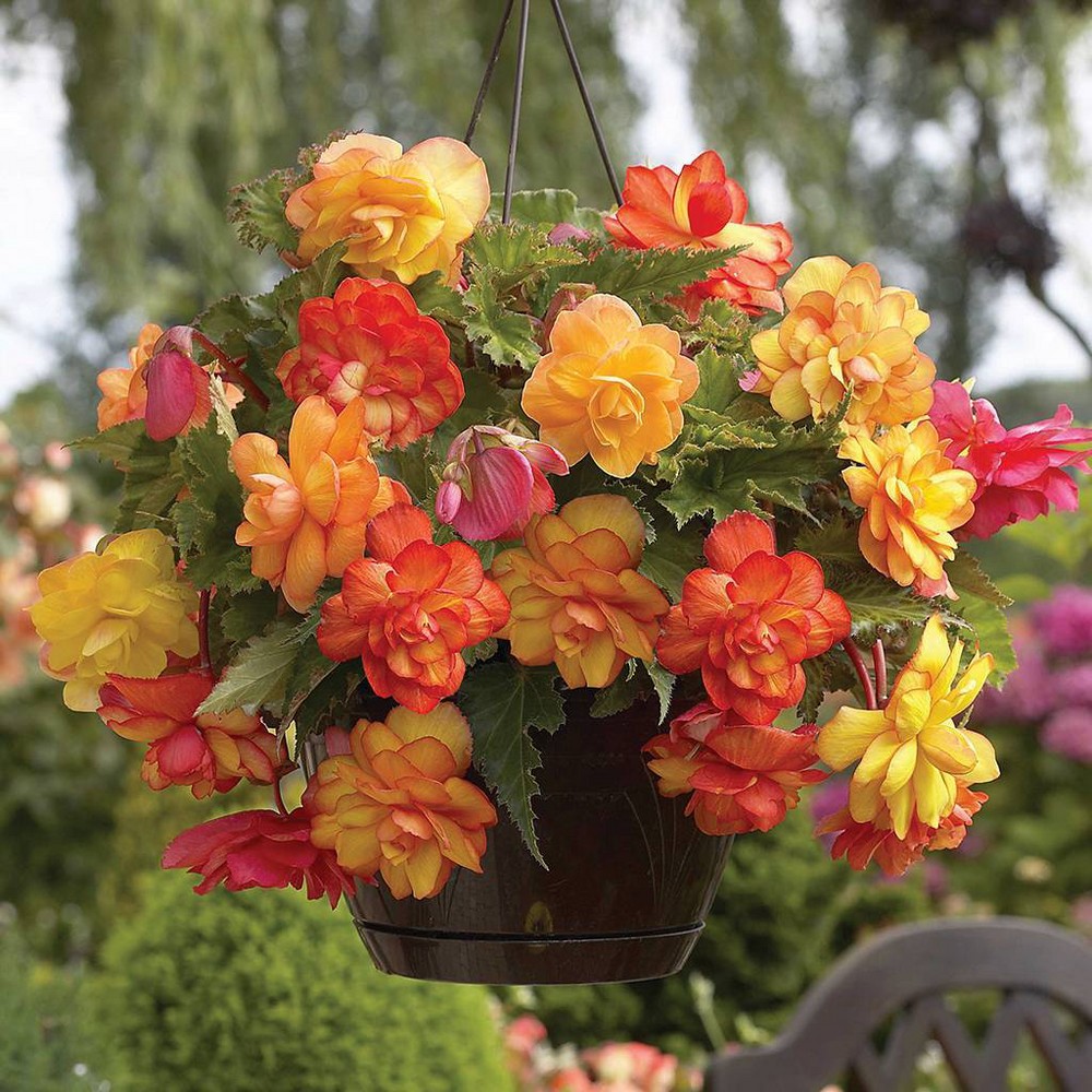 Photos - Garden & Outdoor Decoration Van Zyverden Hanging Basket Begonias Golden Balcony Bulbs