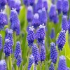25ct Muscari Dark Eyes Blue Bulbs - Van Zyverden - 2 of 4