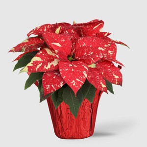 Holiday 6" Red/White Poinsettia Live Plant - Good Little Garden™ - 1 of 4