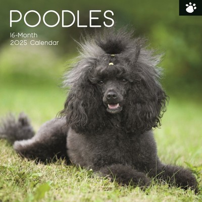 The Gifted Stationery 2025 Square Wall Calendar, Poodles, 16-month ...