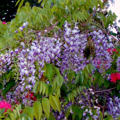 Wisteria Blue Moon 4" Potted Rocketliners - Van Zyverden