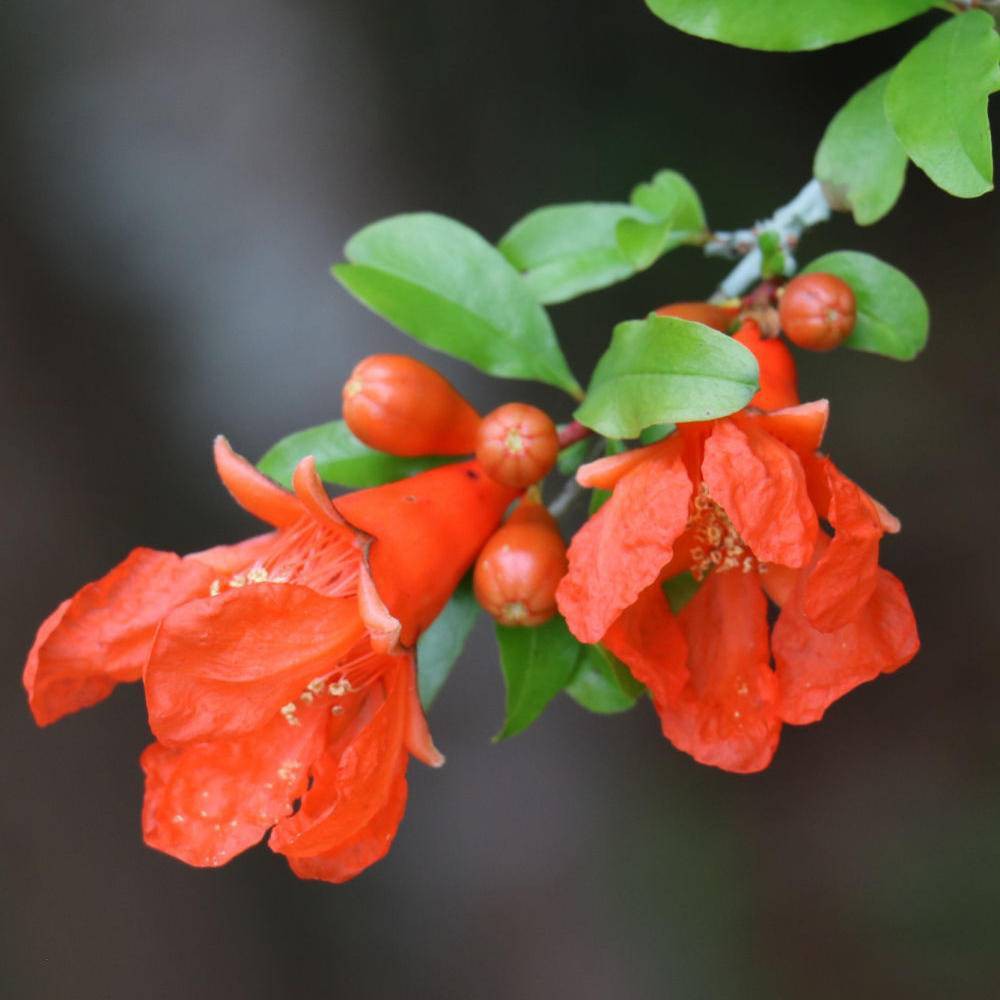 Photos - Garden & Outdoor Decoration Dwarf Pomegranate - National Plant Network