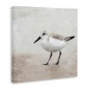 Stupell Industries Lone Sandpiper Bird Portrait, 17" x 17" - 3 of 4
