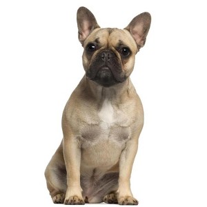 LEMONSODA Cardboard Cutouts (Sitting French Bull Dog) - 1 of 3