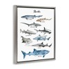 Stupell Industries Shark Chart Watercolor Marine Animals Floating Frame Canvas Art, Gray, 25" x 31" - 2 of 4