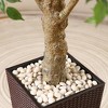 DR.Planzen UV Resistant 6-7FT Artificial Pre Potted Ficus Tree with White Tall Planter for Indoor Outdoor Office House Decor - 4 of 4
