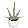 Decorative Agave Plant Set of 3  Modern Home Decor  Living Room, Office, Tabletop Plants - 3 of 4