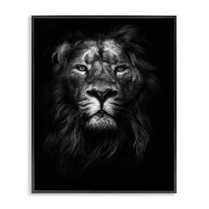 Stupell Industries Lion In Shadows Photography Framed Giclee Art, Black, 16" x 20" - 1 of 4