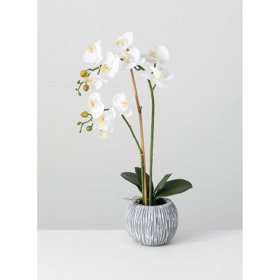 Sullivans Artificial Potted Orchid 24.5"H Green