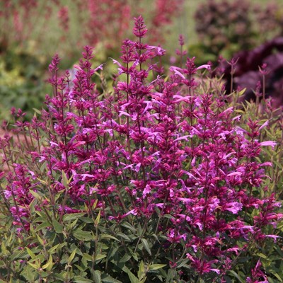 Burpee Agastache - National Plant Network